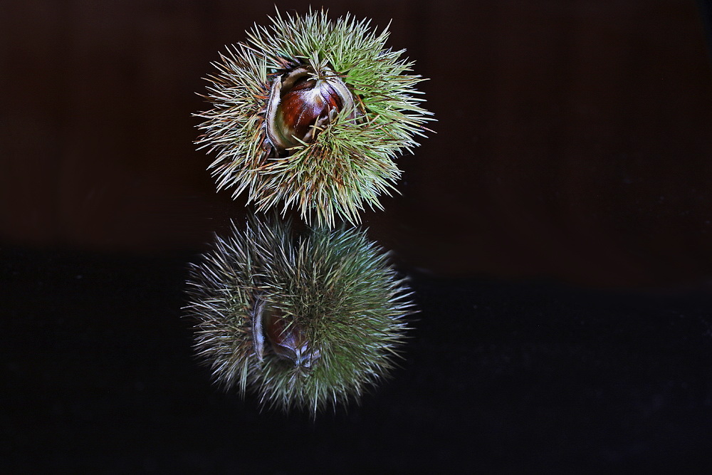 Igel im Spiegel