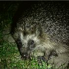 IGEL im Taschenlampenlicht