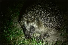 IGEL im Taschenlampenlicht