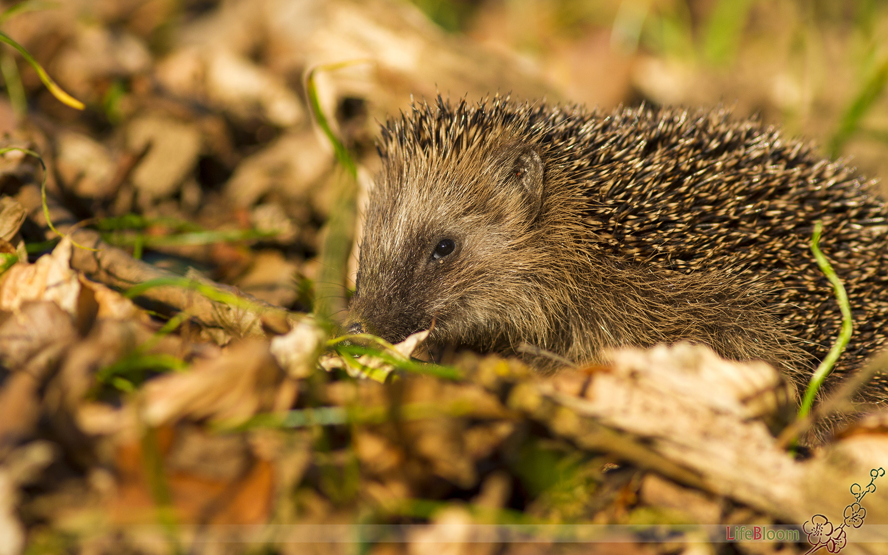 Igel im Wald