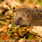 Igel im Wald