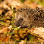 Igel im Wald