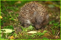 Igel in freier Natur