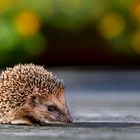 Igel in Gefahr