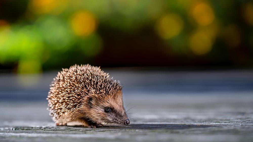Igel in Gefahr