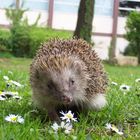 Igel in Godesberg