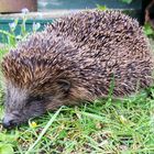 Igel in Lauerstellung