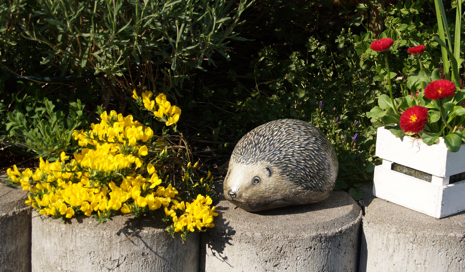 Igel in meinem Garten