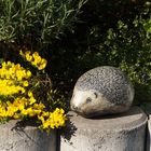 Igel in meinem Garten