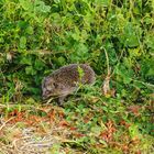 Igel in unserem Garten