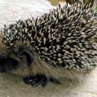 Igel in unserem Garten