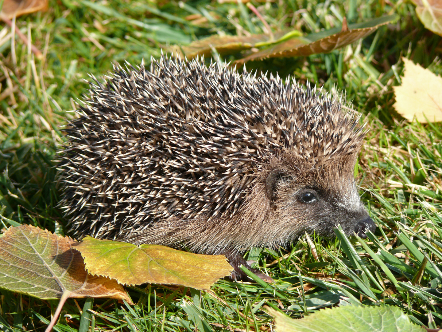 Igel in unserem Garten