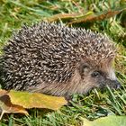 Igel in unserem Garten