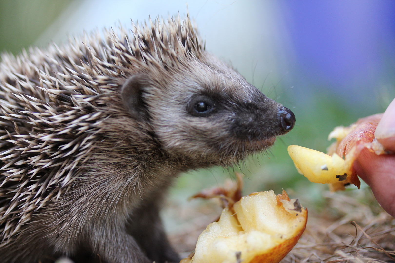 Igel isst Apfel