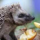 Igel isst Apfel