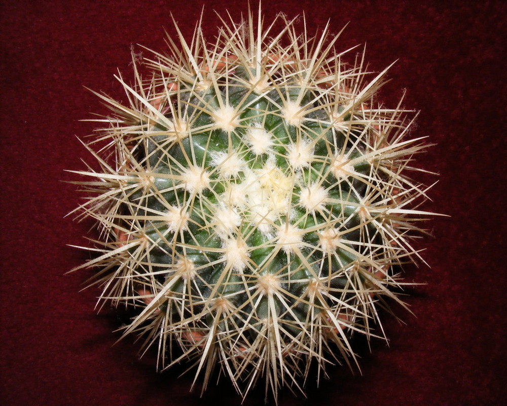 Igel (Kaktus)