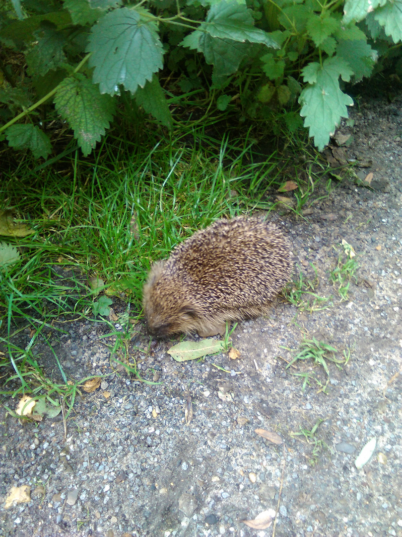 igel Kind