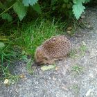 igel Kind