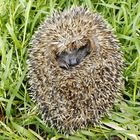 Igel-Kind