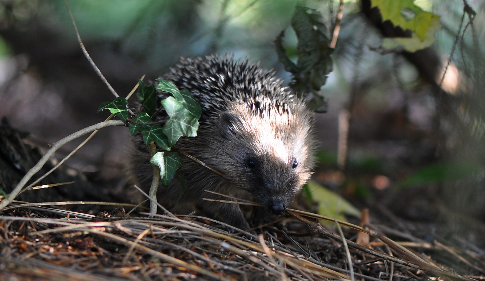 Igel-Kind-Einhundertzweiundneunzig-Gramm