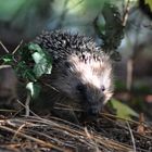 Igel-Kind-Einhundertzweiundneunzig-Gramm