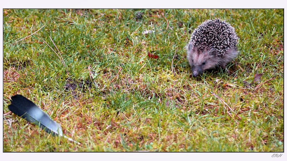 Igel kommt, Vogel weg