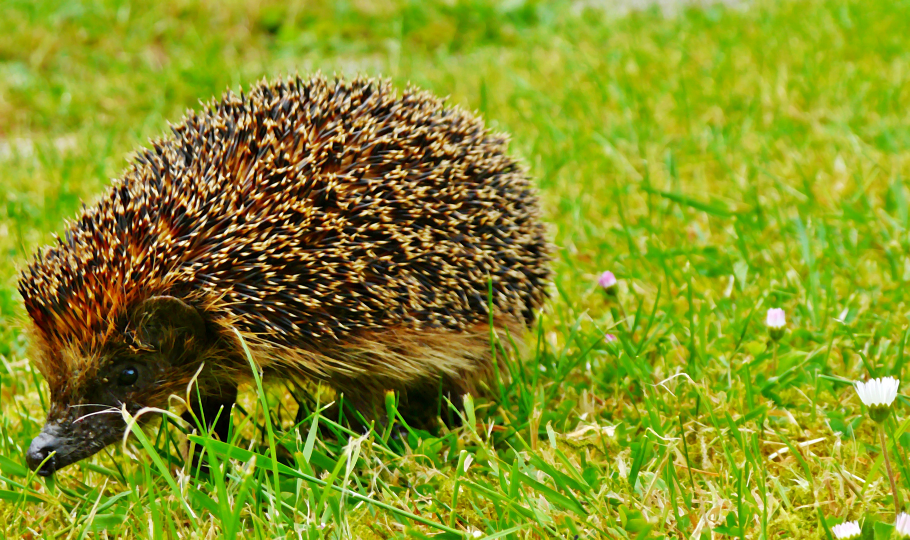 Igel-Leben...