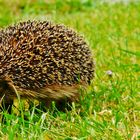 Igel-Leben...