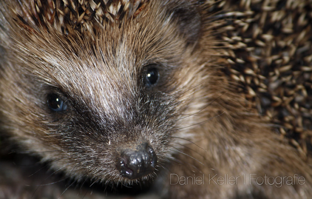 Igel Makro