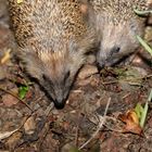 Igel-Mama mit Jungen