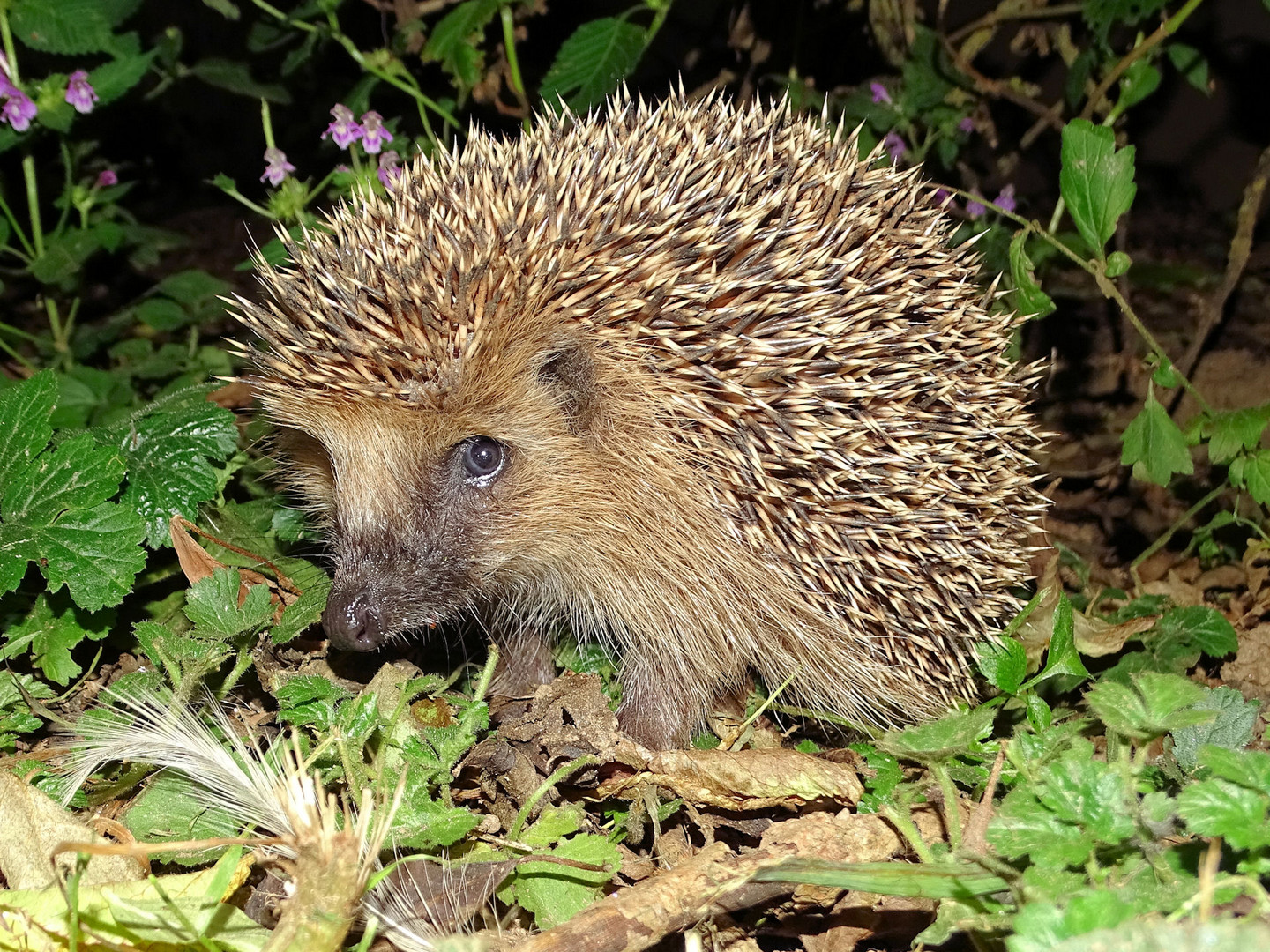 Igel mit aufgestellten Stacheln