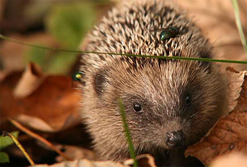 Igel mit Fliege