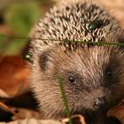 Igel mit Fliege