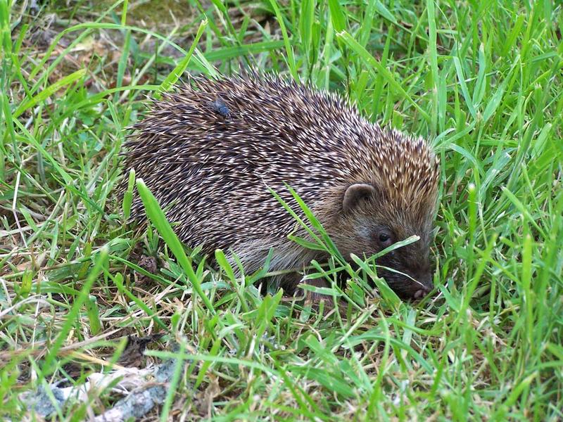 Igel mit Fliege