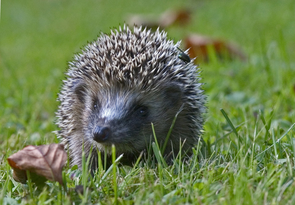 Igel mit Fliege