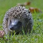 Igel mit Fliege