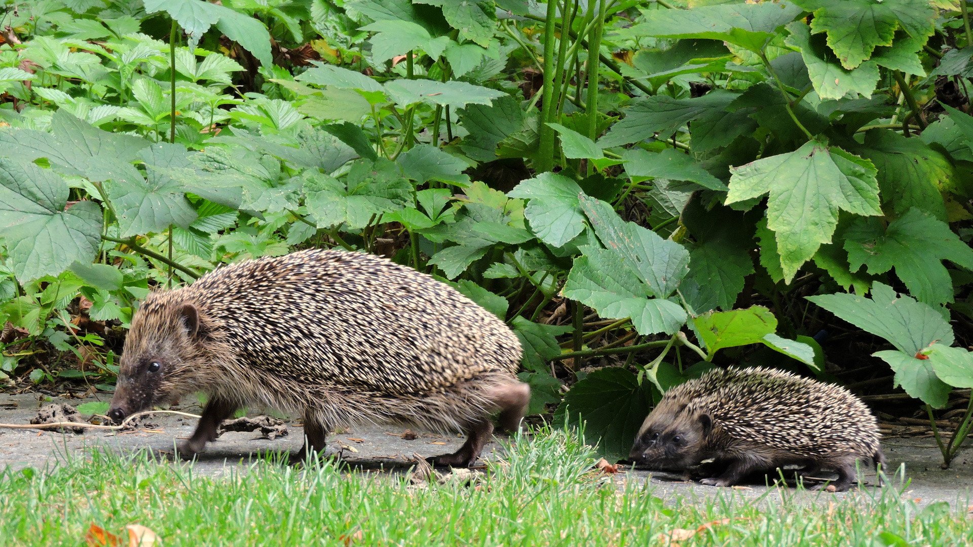 Igel mit Jungtieren