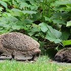 Igel mit Jungtieren