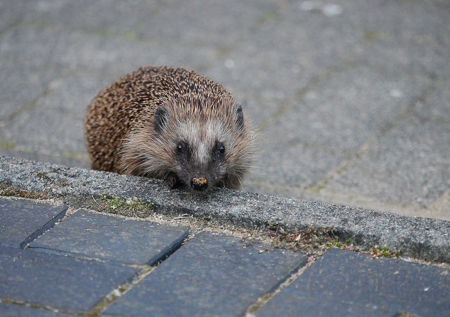 Igel nach seinem Abendessen