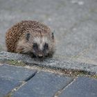 Igel nach seinem Abendessen