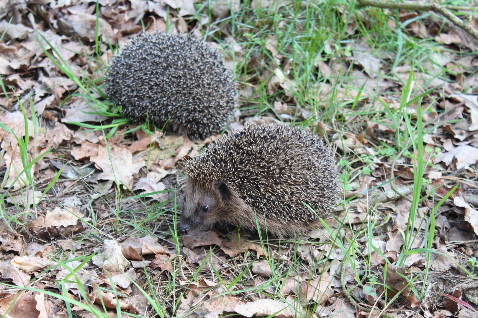 Igel nach Winterschlaf