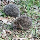 Igel nach Winterschlaf