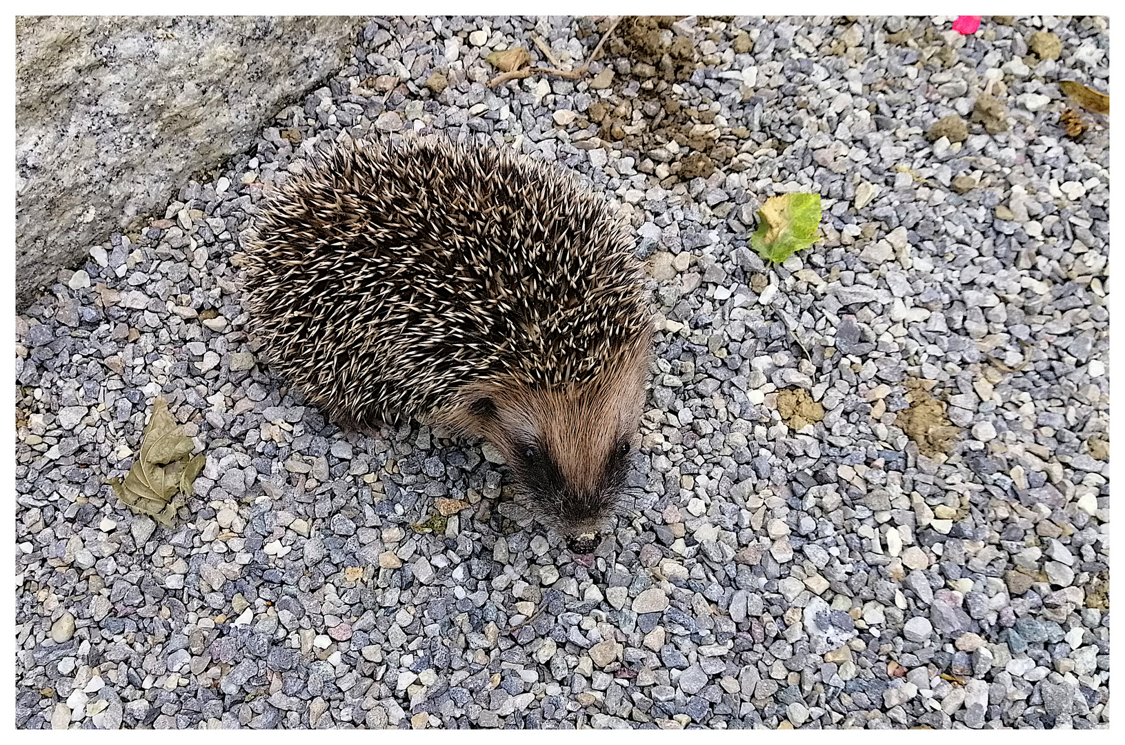 Igel-Nachwuchs