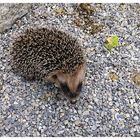 Igel-Nachwuchs