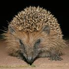 Igel -nächtlicher Besuch-