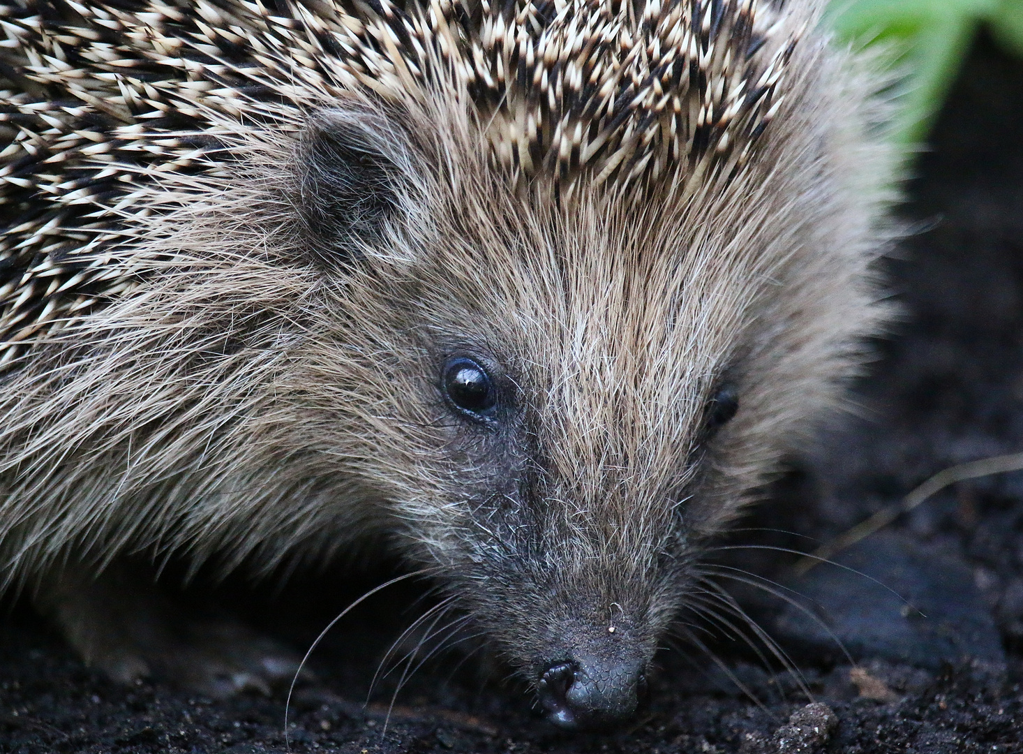 Igel - Nahaufnahme