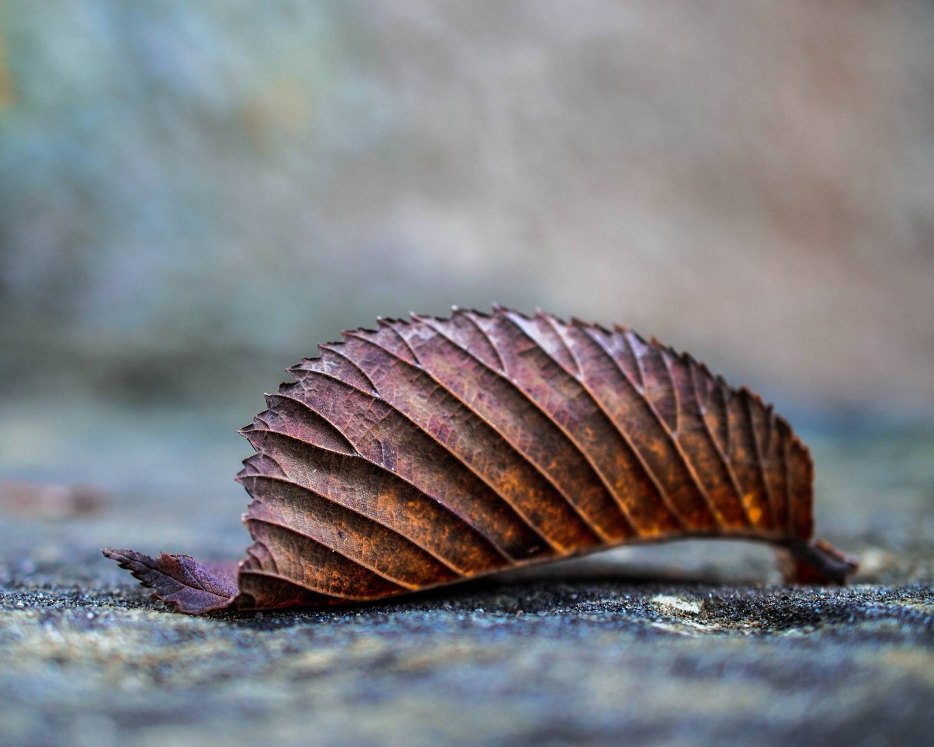 Igel oder Blatt?