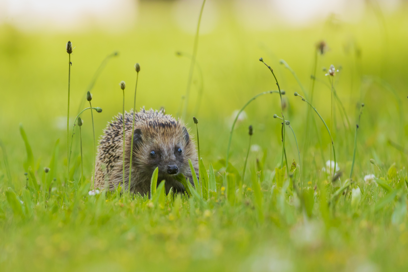 Igel on Tour 