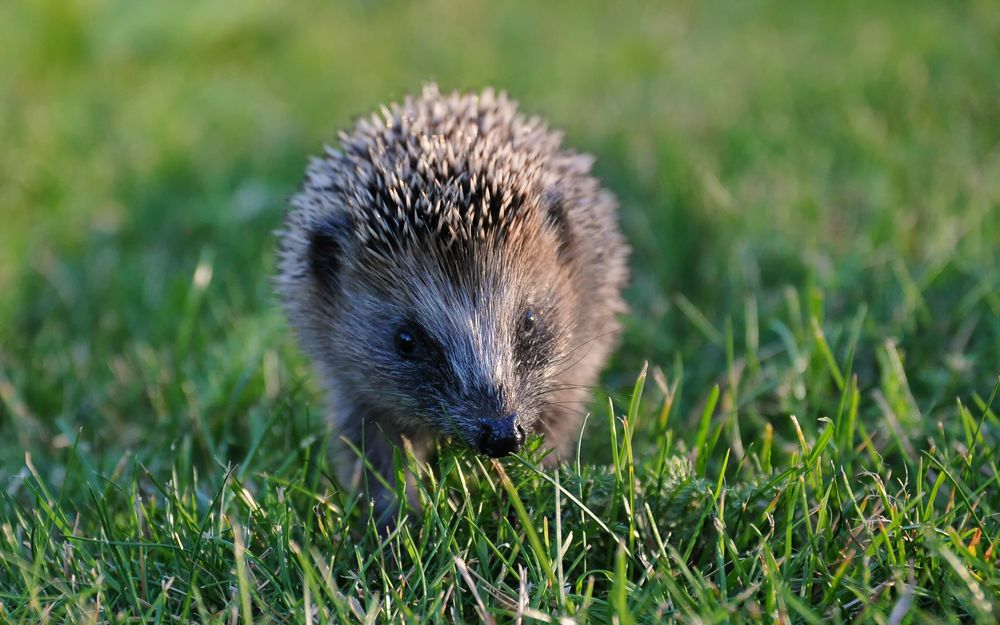 Igel on Tour Foto & Bild | wildlife, tiere, garten Bilder auf fotocommunity