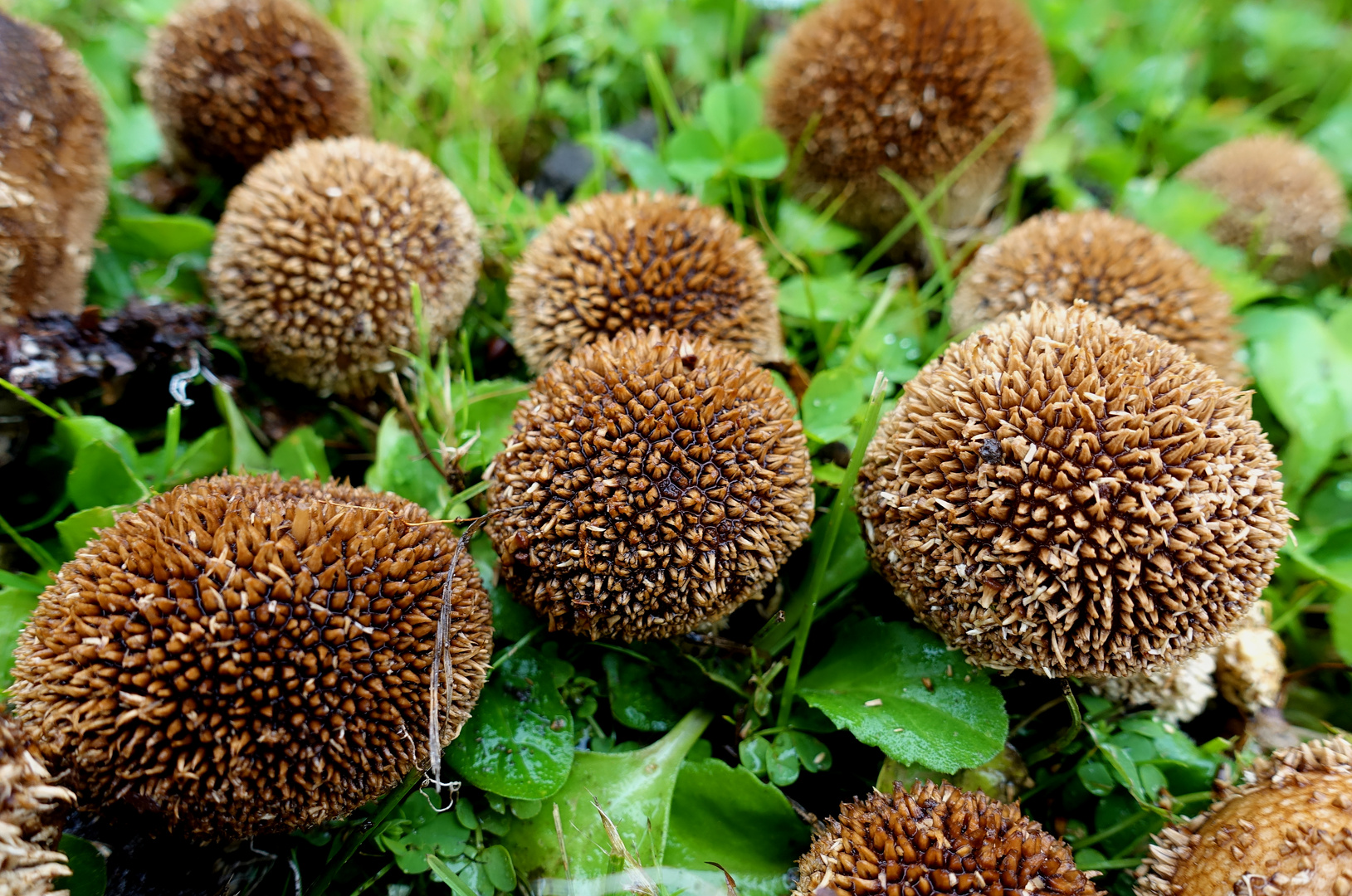 IGEL PILZ KOLONIE